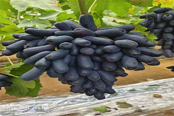 公司產品